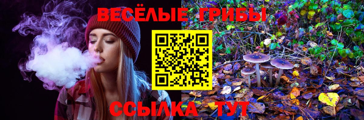 Псилоцибиновые грибы Psilocybe Черкесск